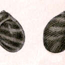 Image of Synaptocochlea montrouzieri (Pilsbry 1890)