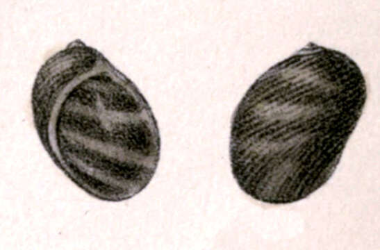 Image of Synaptocochlea montrouzieri (Pilsbry 1890)