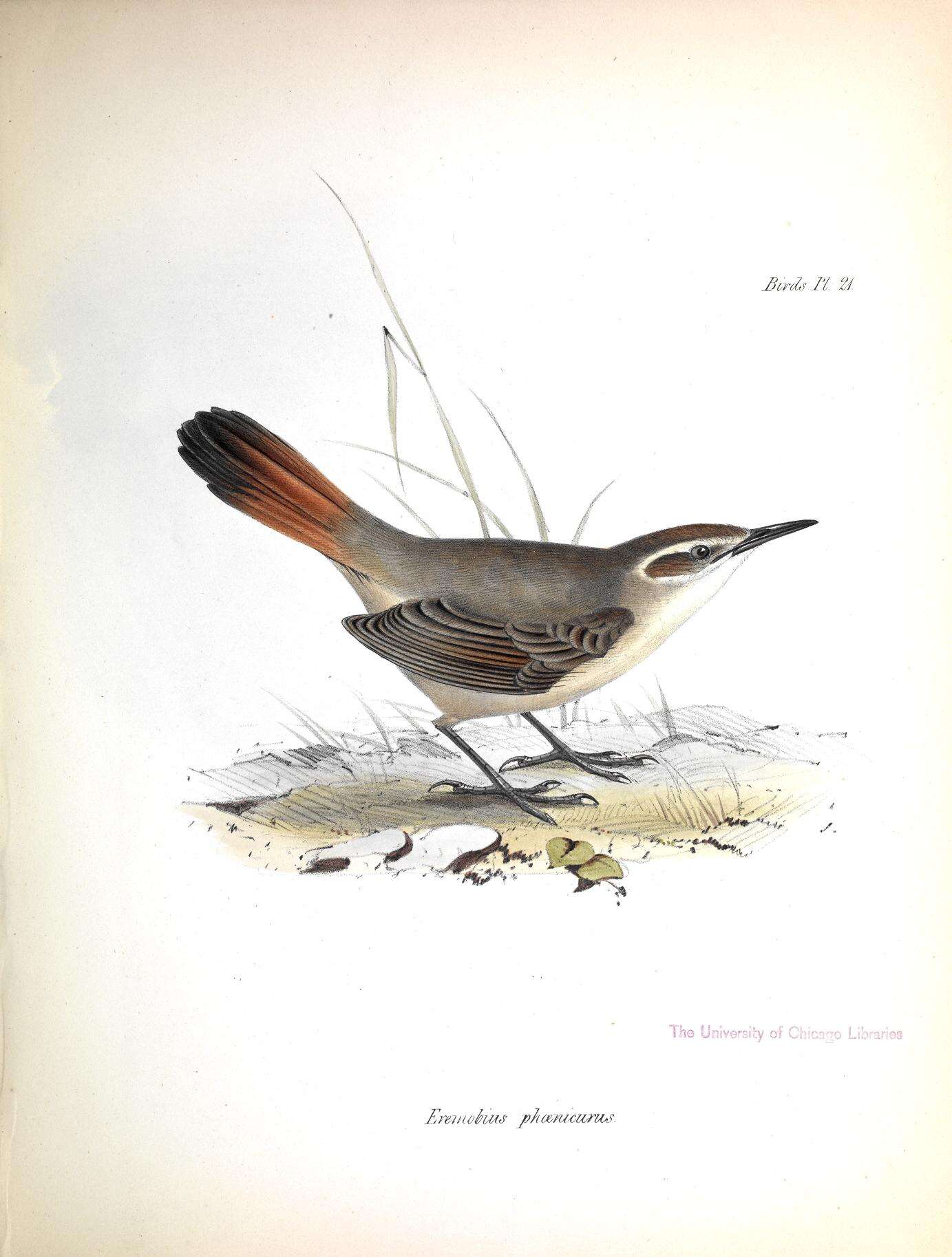 Image of Band-tailed Earthcreeper