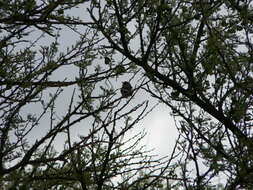 Image of Arid Pririt Batis