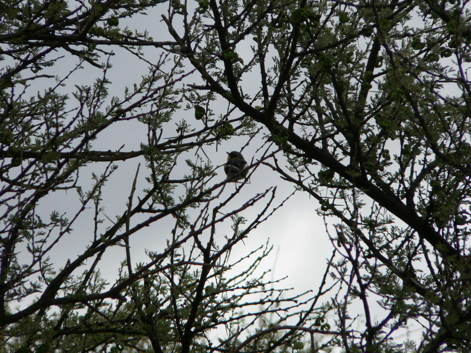 Image of Arid Pririt Batis