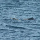 Image of Layard's Beaked Whale