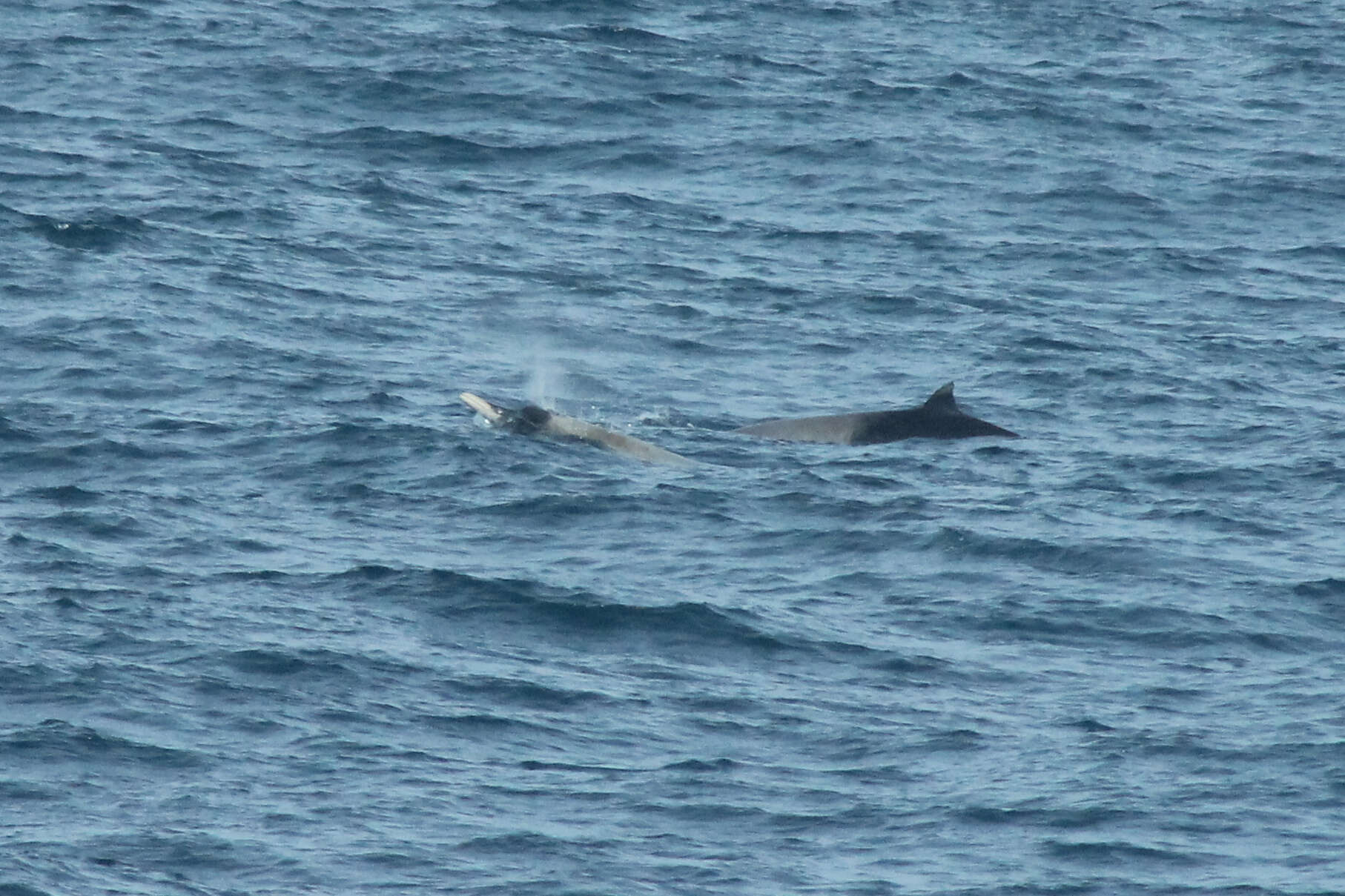 Image of Layard's Beaked Whale