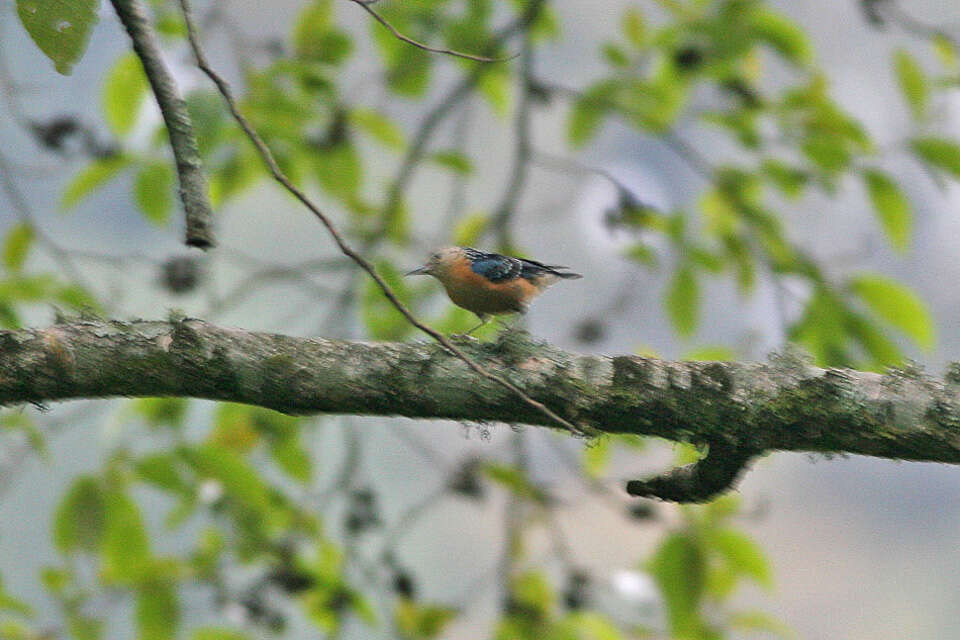 Image of Beautiful Nuthatch