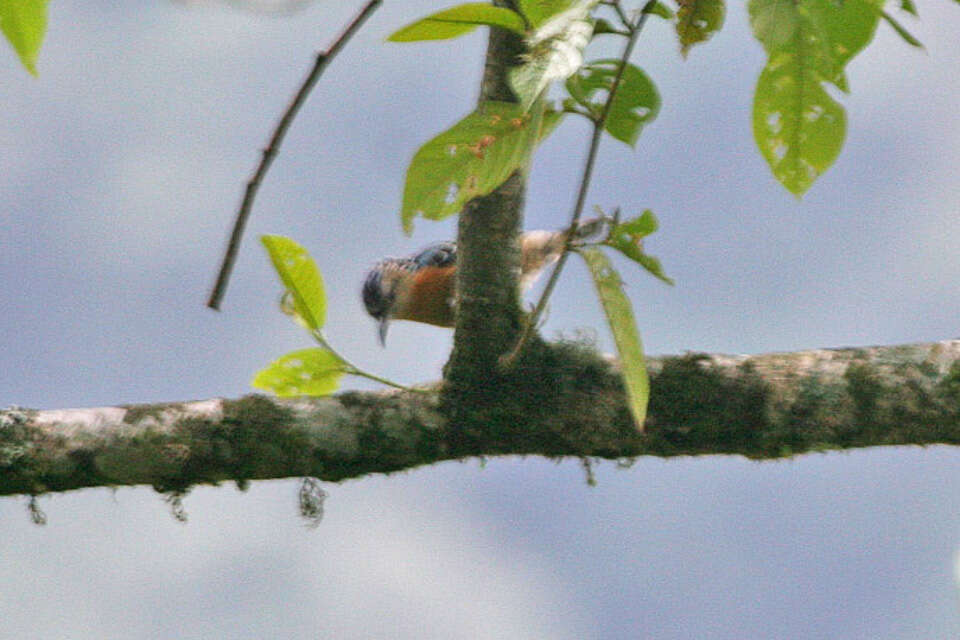 Image of Beautiful Nuthatch