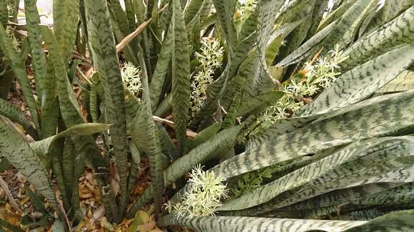 Image of viper's bowstring hemp