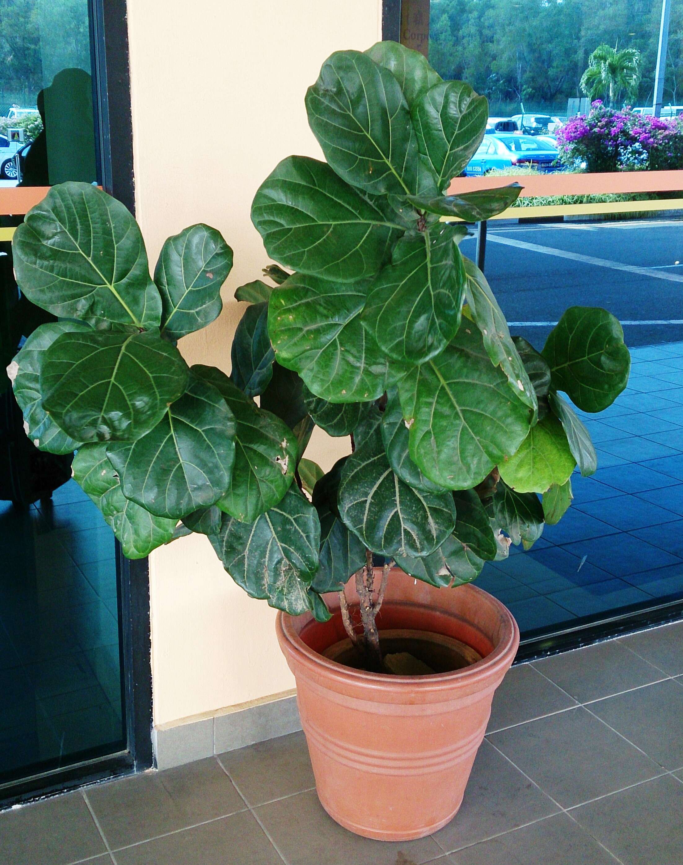 Image of fiddle-leaf fig