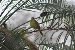 Image of Machetornis rixosa flavigularis Todd 1912