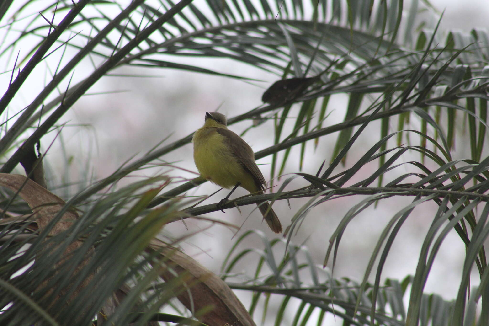 Machetornis rixosa flavigularis Todd 1912的圖片