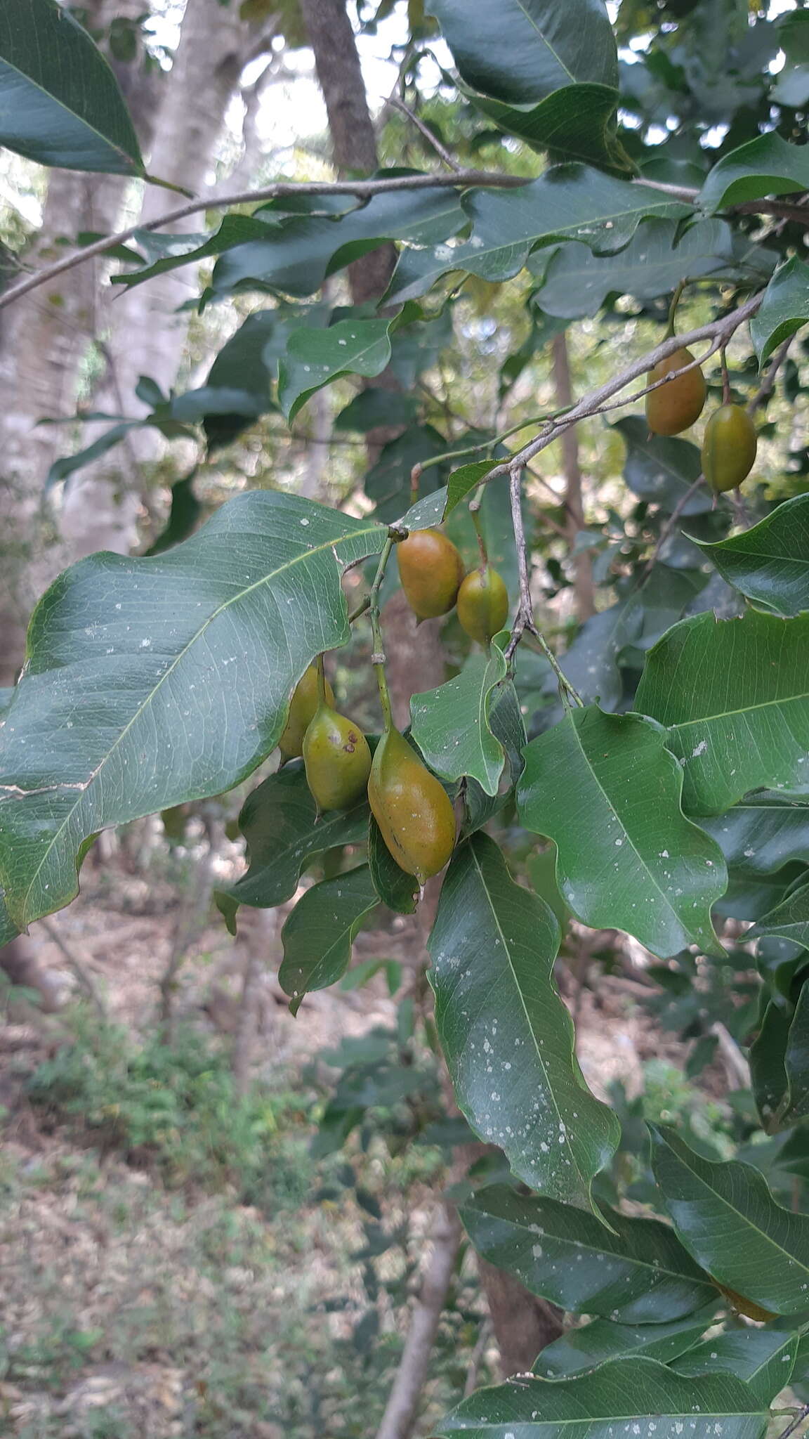 Swartzia simplex (Sw.) Spreng.的圖片