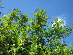 Image of European privet