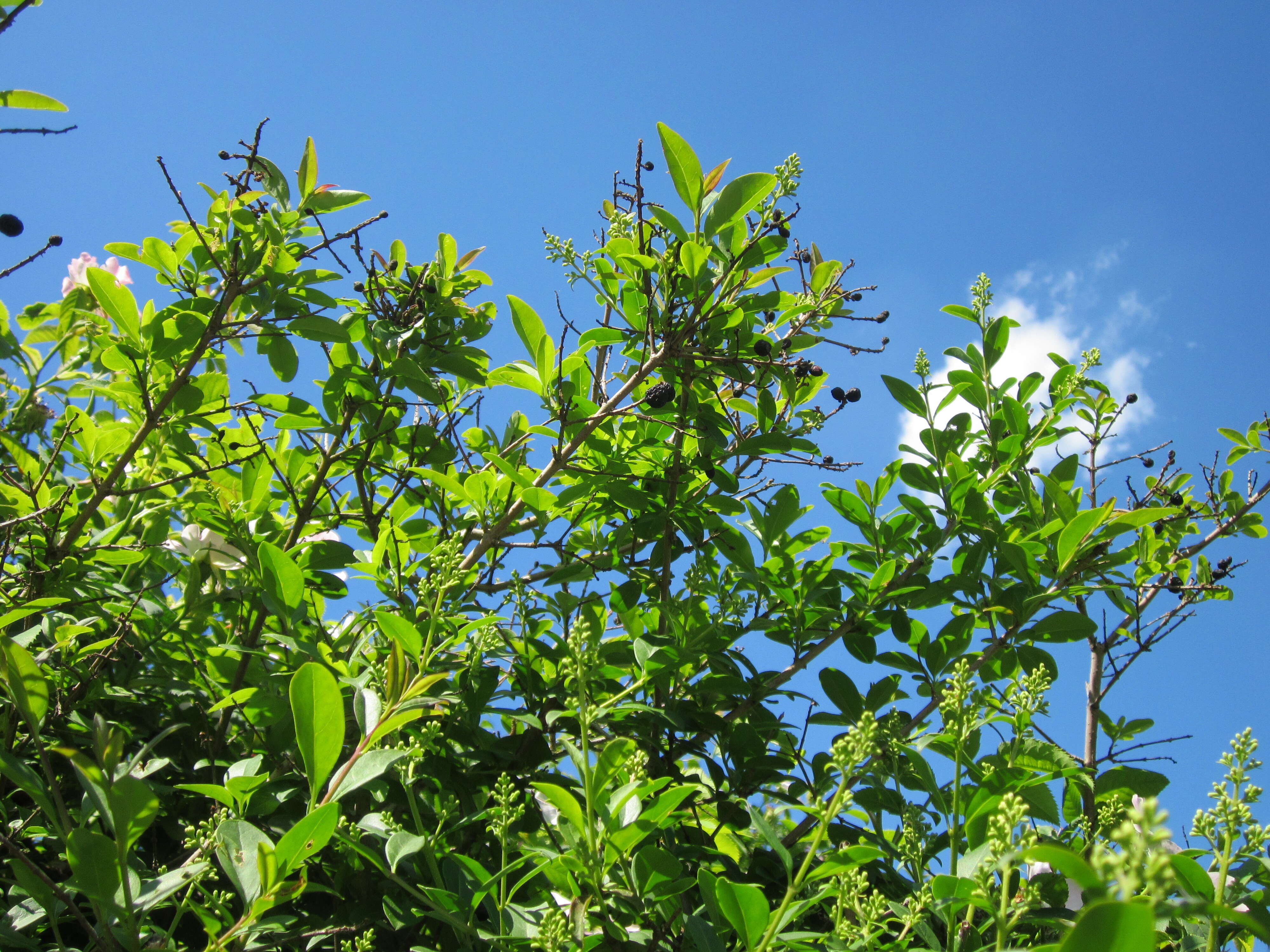 Image of European privet