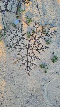 Imagem de Pelargonium multiradiatum Wendl.