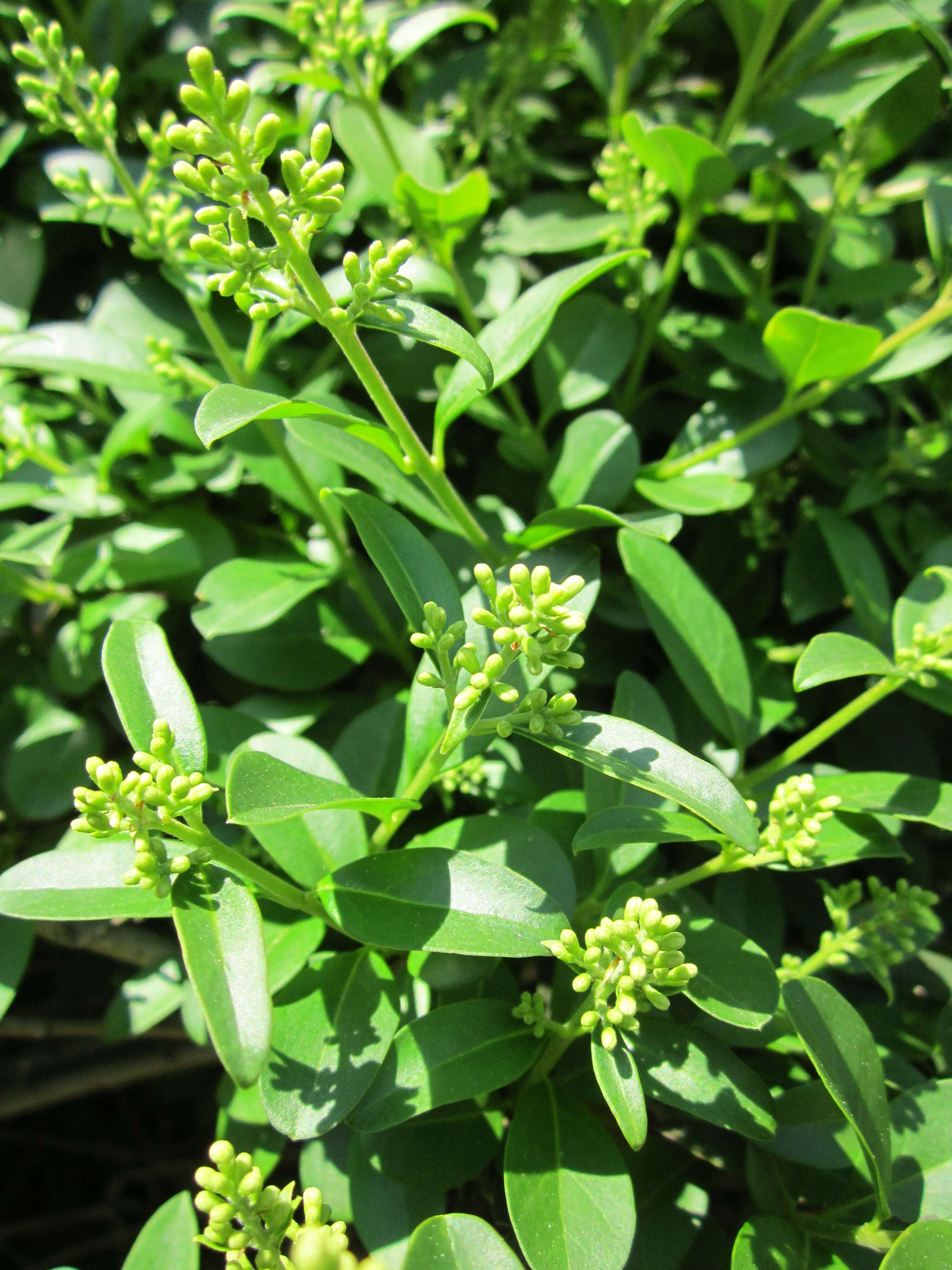 Image of European privet