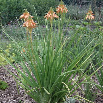 Aloe cooperi Baker resmi