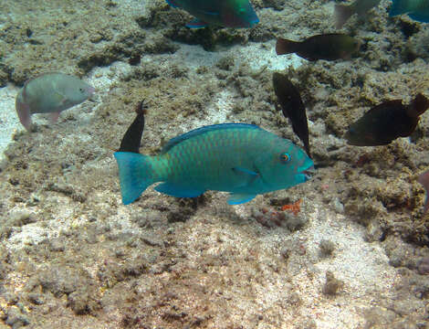 九棘綠鸚嘴魚的圖片