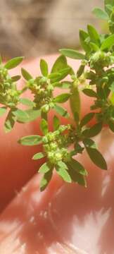 Image of hairy forked nailwort