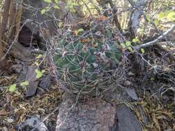 Image of Gymnocalycium saglionis (F. Cels) Britton & Rose