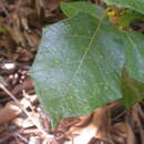 Image de Solanum paludosum Moric.