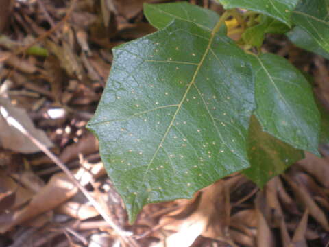 Слика од Solanum paludosum Moric.