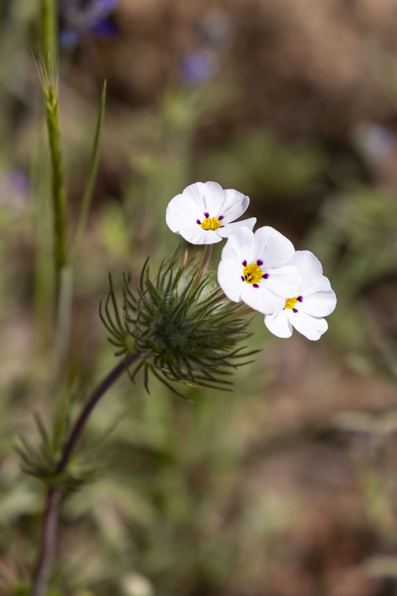 Image of mustang clover