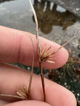 Image of Granite Flat Sedge