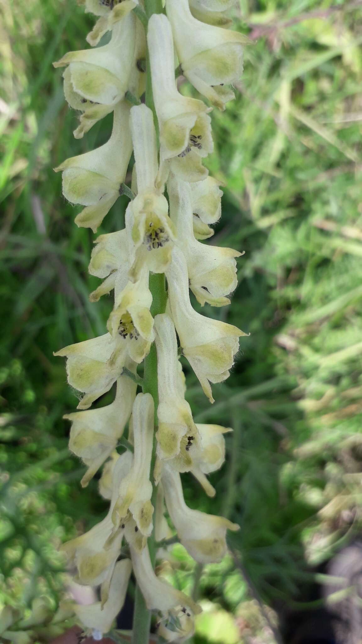 Imagem de Aconitum barbatum Pers.