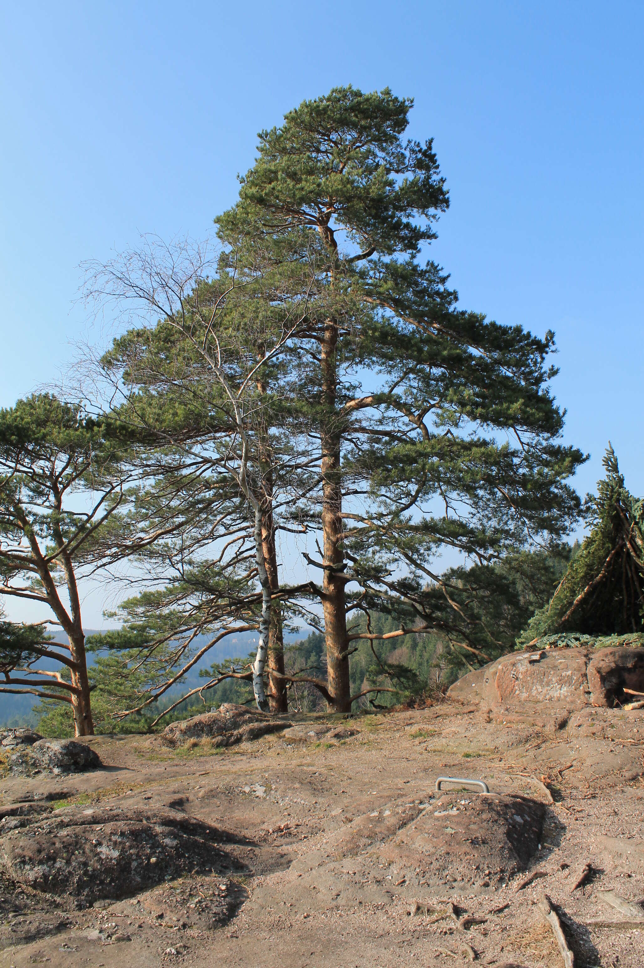 Image of Scotch Pine