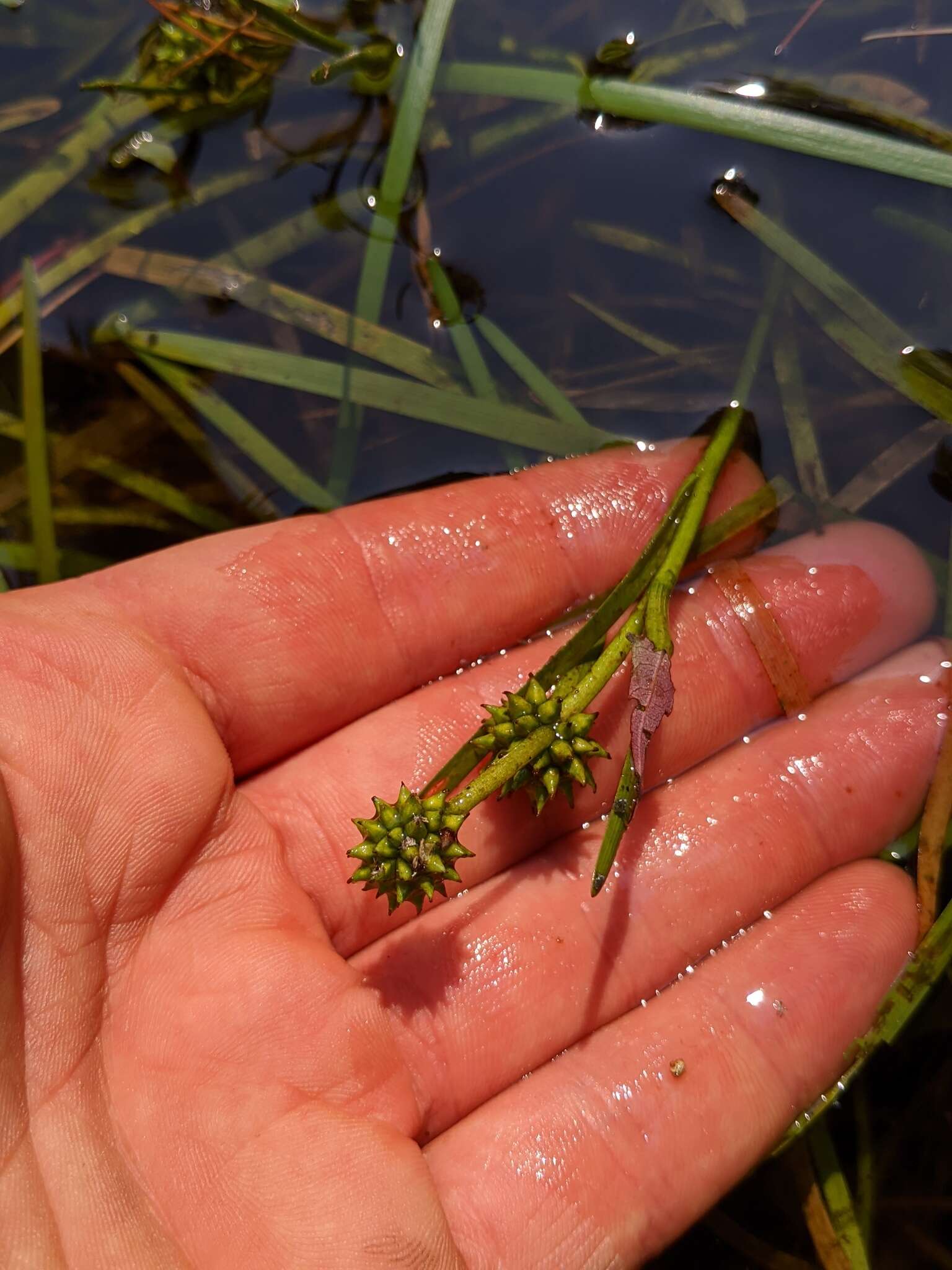 Image de Hérisson d’eau