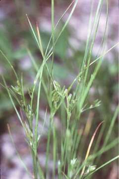 Juncus tenuis Willd. resmi