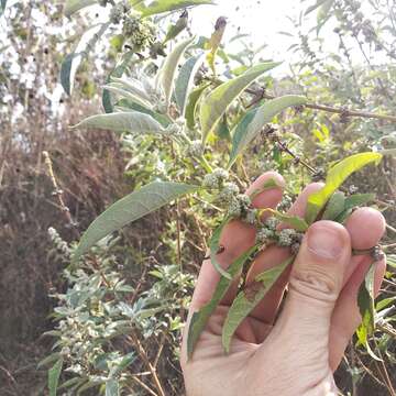 صورة Buddleja sessiliflora Kunth