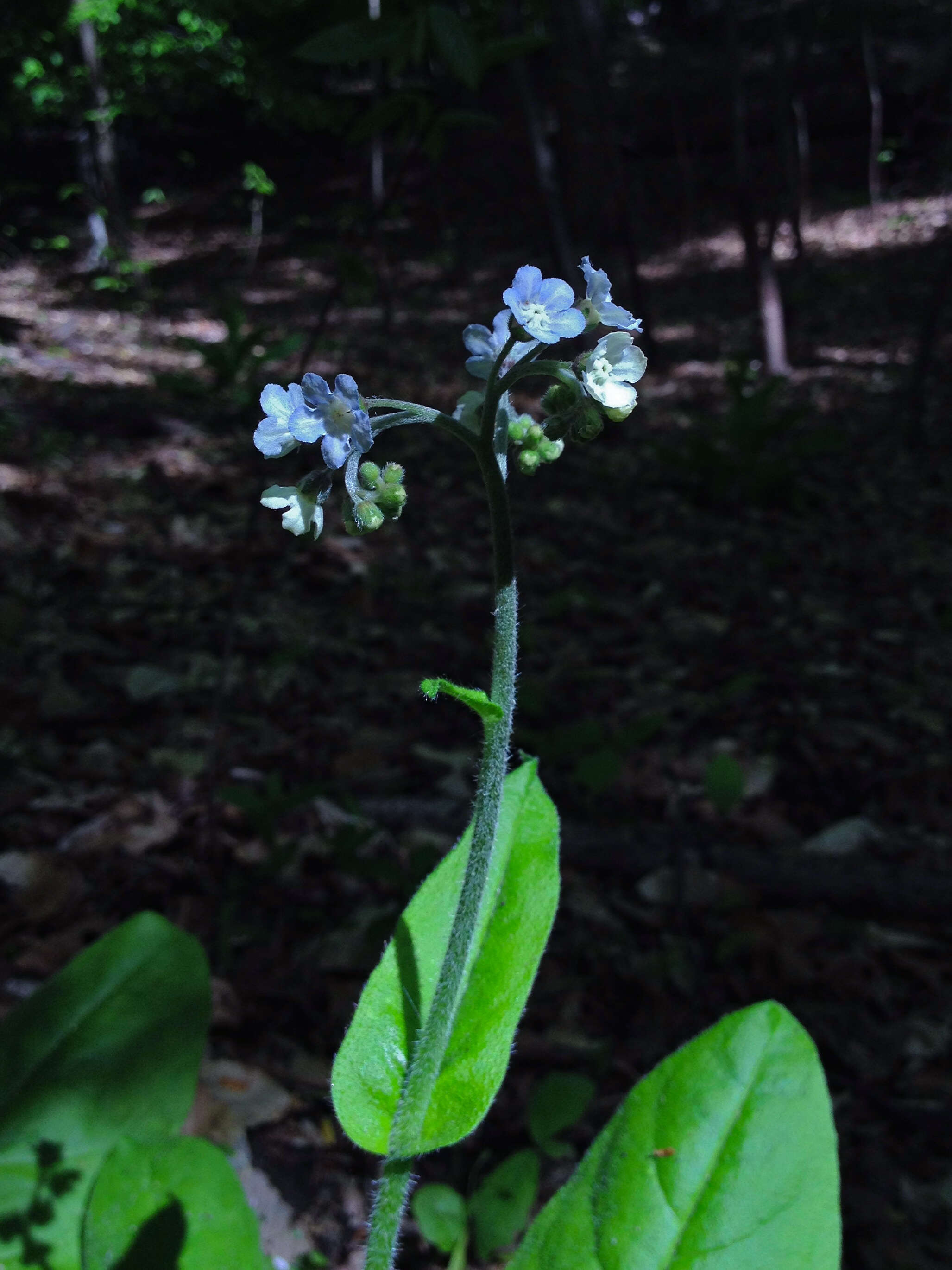 Plancia ëd Andersonglossum virginianum (L.) J. I. Cohen