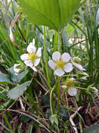 Image of Virginia strawberry