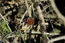 Image of Vanessa gonerilla gonerilla