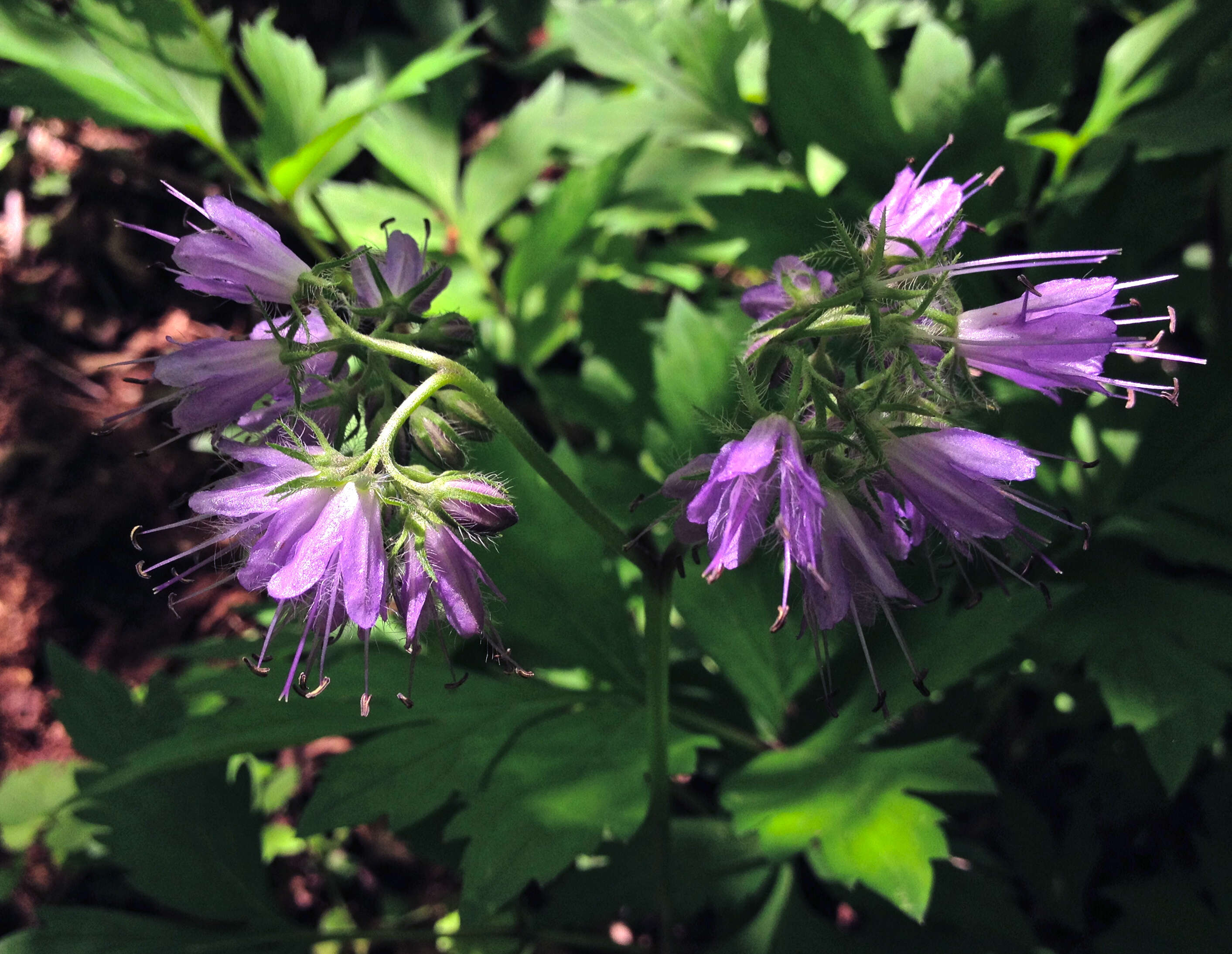 Image of eastern waterleaf