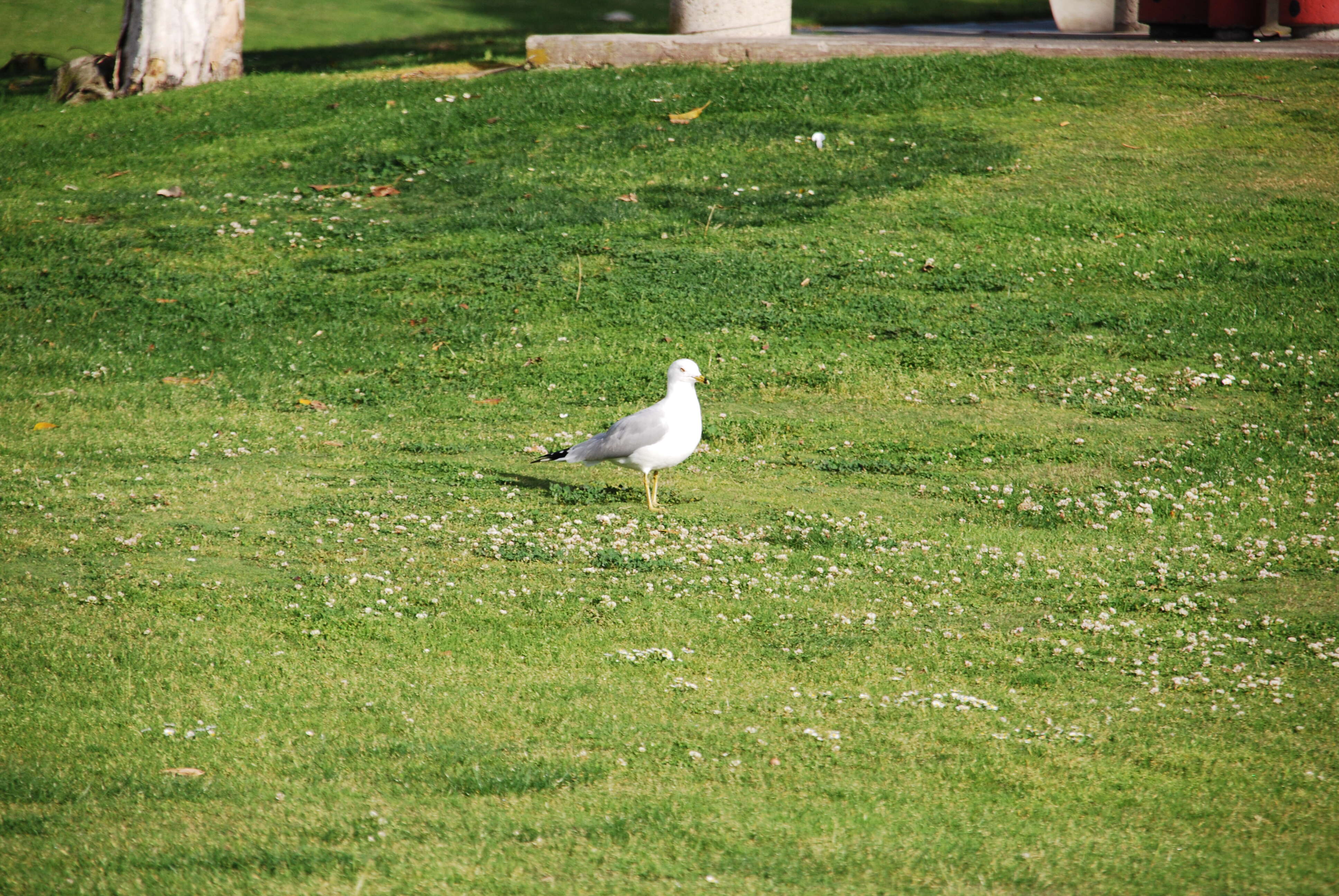 Image of California Gull