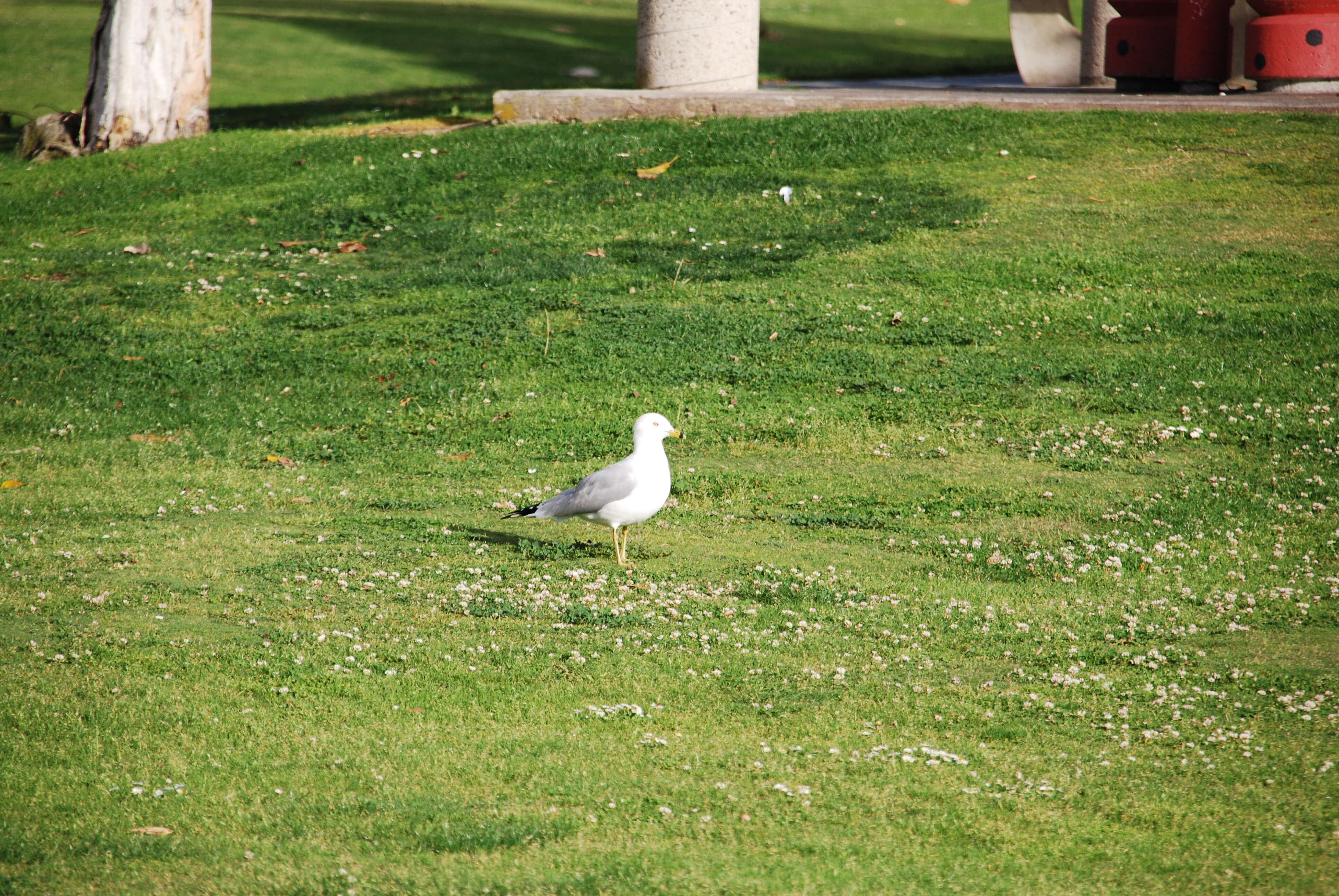 Image of California Gull