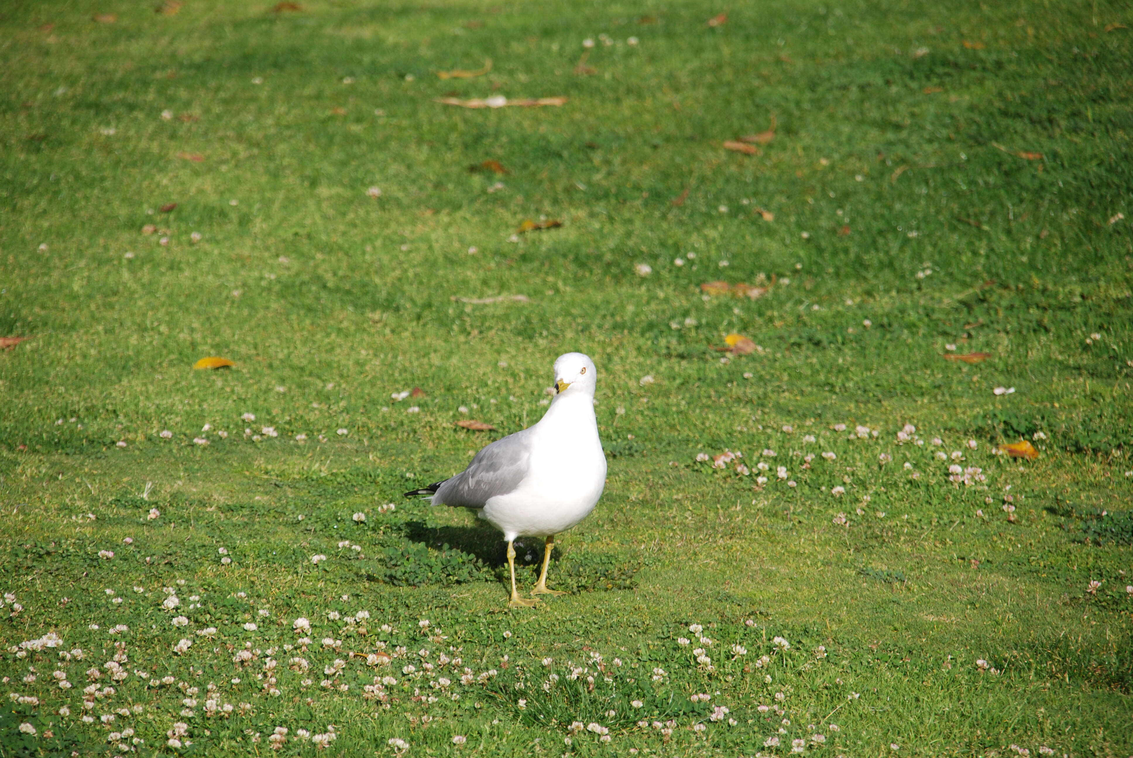 Image of California Gull