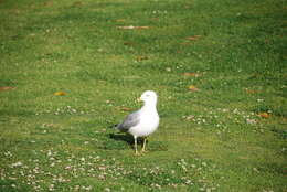 Image of California Gull