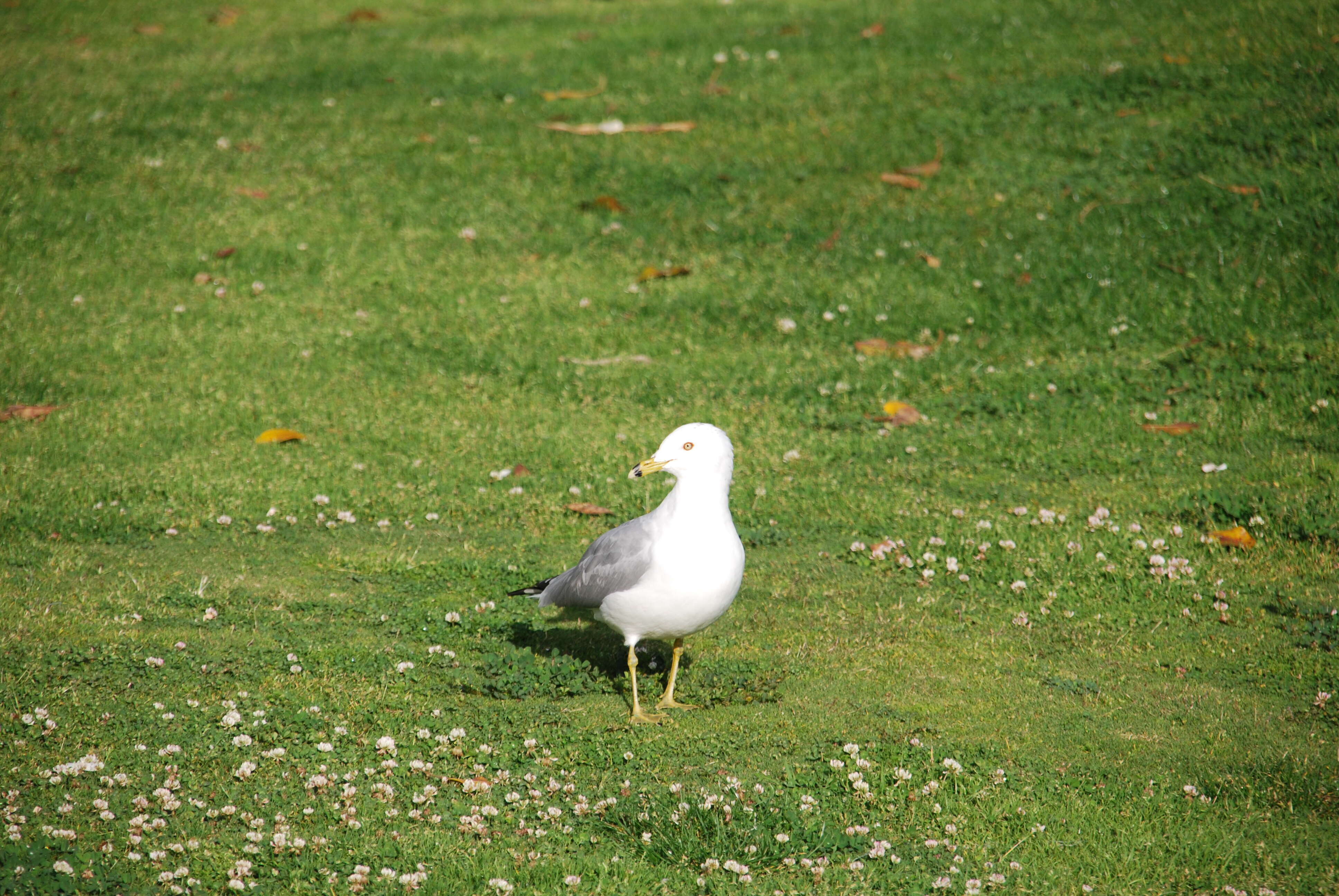 Image of California Gull