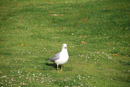 Image of California Gull