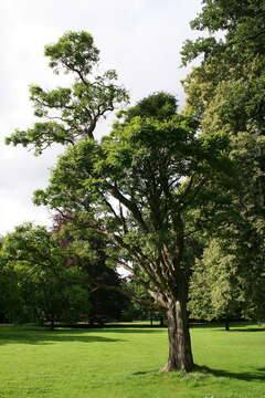 Image of black locust