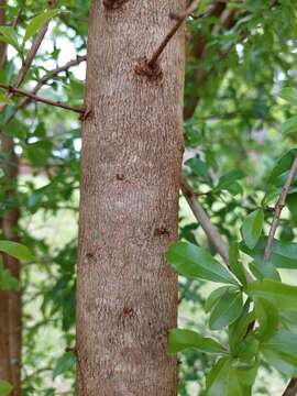 Image of Cordia americana (L.) Gottschling & J. S. Mill.