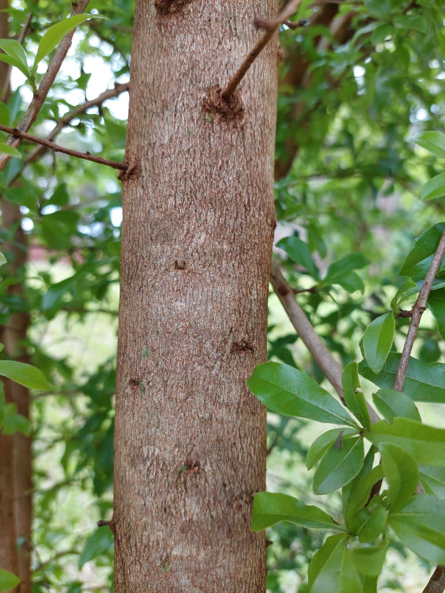 Слика од Cordia americana (L.) Gottschling & J. S. Mill.