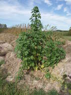 Image of cluster mallow