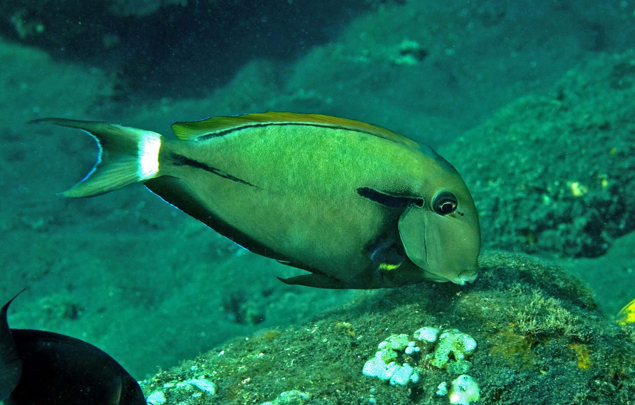 Image of Black-barred Surgeonfish