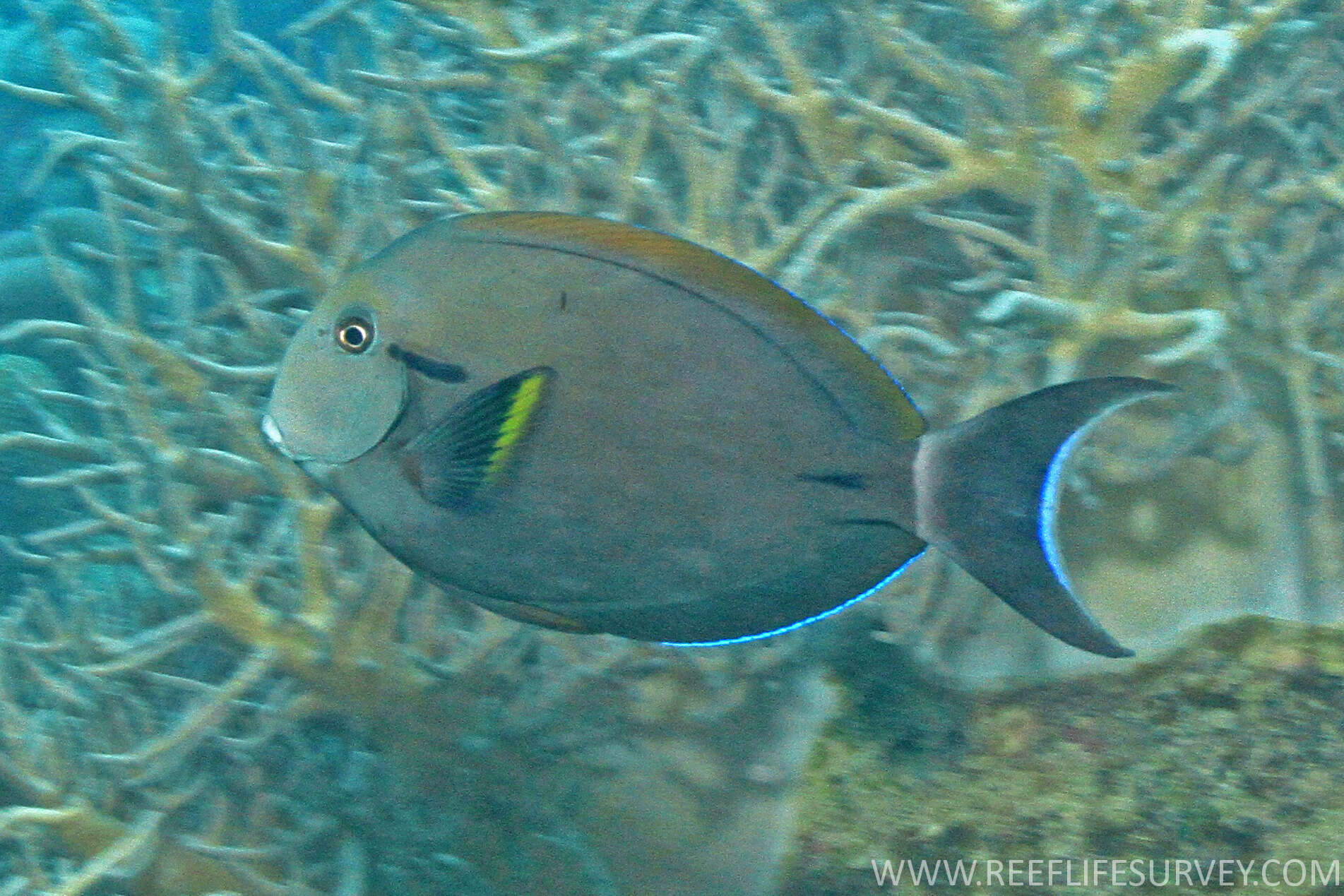 Image of Black-barred Surgeonfish