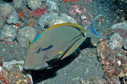 Image of Black-barred Surgeonfish