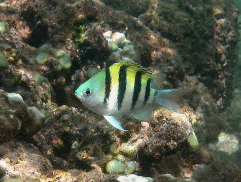 Image of Indo-Pacific sergeant