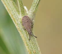 Image of Agriopocoris froggatti Miller & N. C. E. 1954